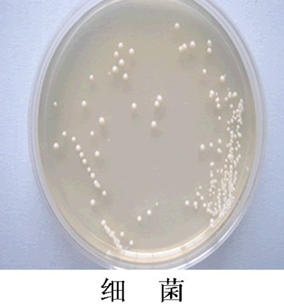細(xì)菌
